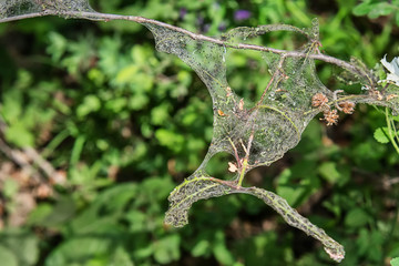 Fototapeta premium cobweb around the branch