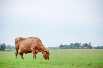 Cows eating green grass in meadow at countryside in the middle of summer. 