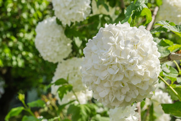 Hydrangea or hortensia flowers green bush close up. Beautiful floral background. 




