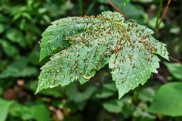Fototapeta premium Bladdergall Mite (Eriophyidae) Damage to Maple Leaf