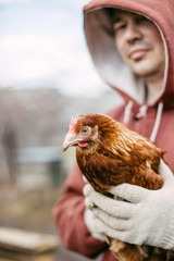 Business concept. Man catch a chicken that carries golden eggs.