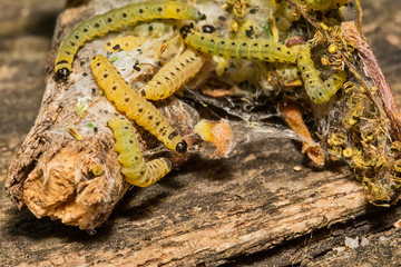 Sawfly Larvae in nature
