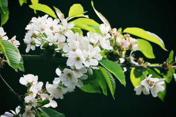 Apple tree blossoms in the spring