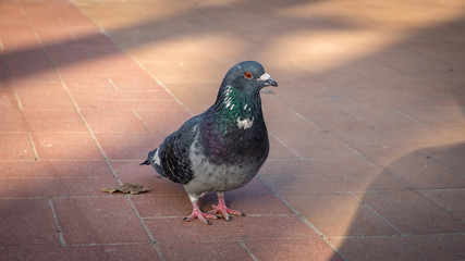 Gray Dove