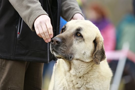 Head of an anatolian shepherd dog, kangal, yellow eyes, hand of his master with treat in front of his nose, close up picture