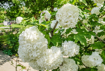 Hydrangea or hortensia flowers green bush close up. Beautiful floral background. 




