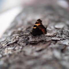 a beautiful butterfly sits on a wooden Board