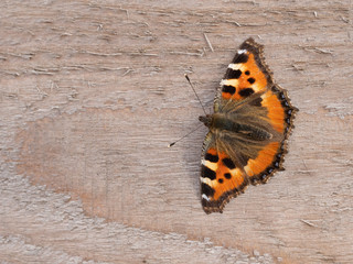 a beautiful butterfly sits on a wooden Board