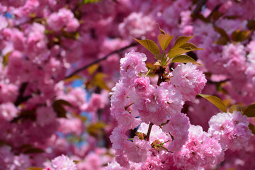 Floral background, full frame of Sakura flowers