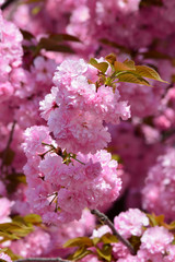 Big cluster of Sacura flowers