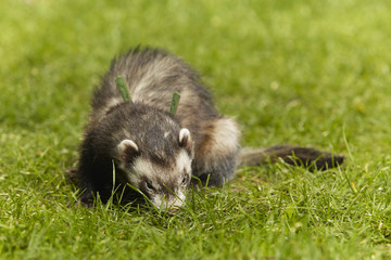 Standard color ferret on fresh green grass in spring park