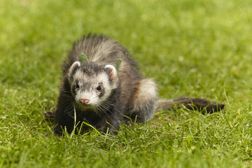 Standard color ferret on fresh green grass in spring park