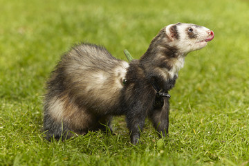 Standard color ferret on fresh green grass in spring park