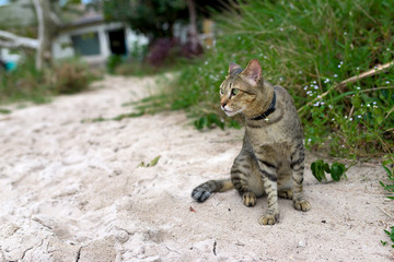 Cute domestic cat siting at the sand 