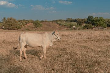 Landscape of grass field with Cambodian milk cow  during Sunset. Cambodia. Banlung. 