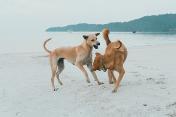 Couple of  island dogs heaving fun together at the beach.  