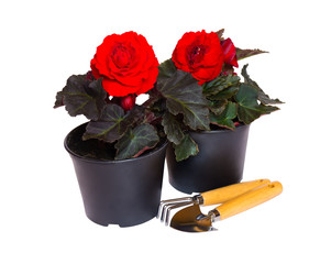 Flower seedlings and gardening tools isolated on white background