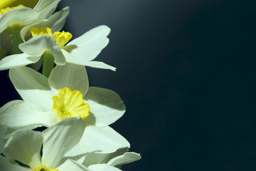 Fototapeta na wymiar Fresh White Flowers On Black Background. Horizontal Shot Of White Flowers On Black. Cropped Shot Of Daffodils On Dark Background. 