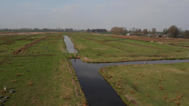 Geese flying in Dutch farmland, aerial footage.