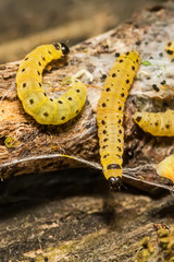 Sawfly Larvae in nature