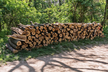 Fototapeta premium Pile of wood in the forest