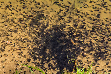 Tadpoles in a lake