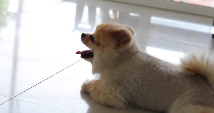 brown pomeranian dog cute small pet happy animal playful in home