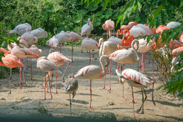 Rosa Flamingo im Zoo München 