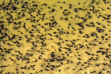 Naklejka premium Tadpoles in a lake