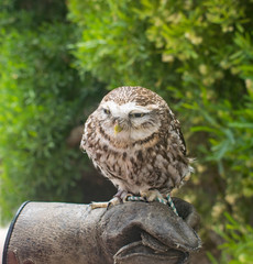 The Little Owl