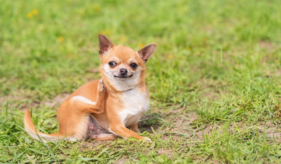 Chihuahua dog in the park