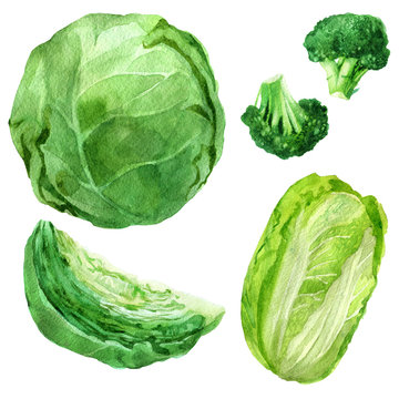 Watercolor illustration, set. Image of vegetables, cabbage, broccoli