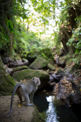 Fototapeta premium A wild macaque in the forest of Bali Indonesia. 