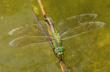The Green Dragonfly