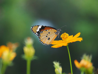Orange butterfly on yellow flowers, background blurred