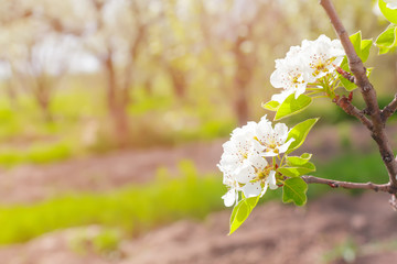 Cherry blossoms over blurred nature background