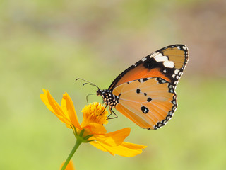 Fototapeta na wymiar Orange butterfly on yellow flowers, background blurred