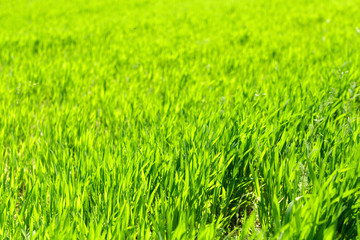 Obraz premium beautiful Green field