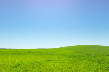 beautiful Green field