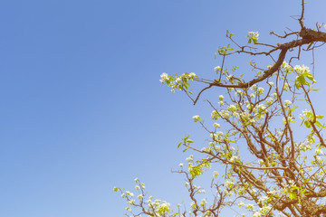 apple garden with blossoming trees