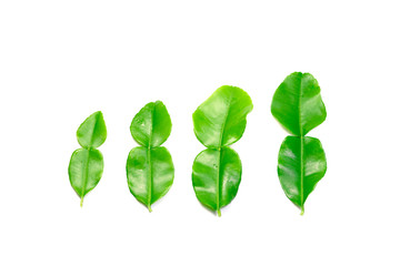 4 young green leaves of bergamot on white background isolated