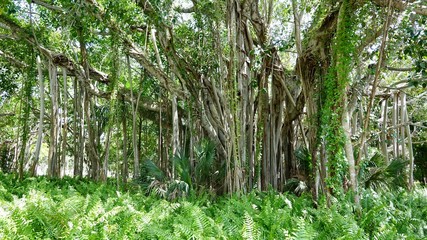 Dschungel, Urwald, Bäume mit Luftwurzeln
