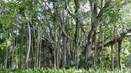 Dschungel, Urwald, Bäume mit Luftwurzeln
