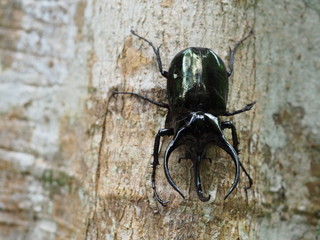 Giant rhinoceros beetle