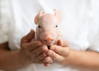 neugeborenes Schwein in den Händen der Bäuerin, schaut nach vorn, Glück