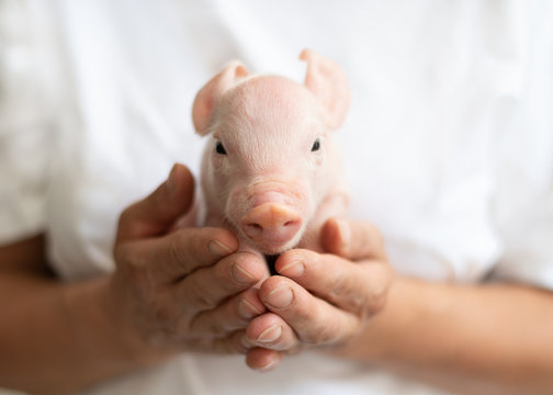 neugeborenes Schwein in den H&auml;nden der B&auml;uerin, schaut nach vorn, Gl&uuml;ck