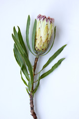Protea Fynbos