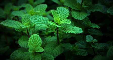 Mint leaves green grow at tropical vegetable garden, Herbal organic plants source of vitamin.  © wirat