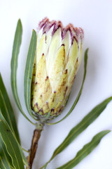 Protea Fynbos