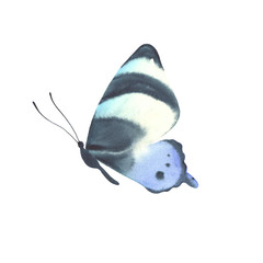 Blue Watercolor butterfly isolated on white background.